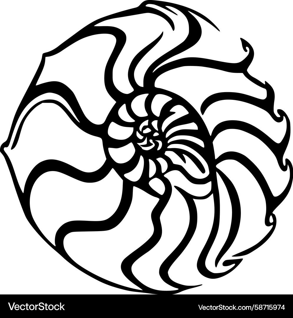 Nautilus Shell Spiral Pattern Vector Image