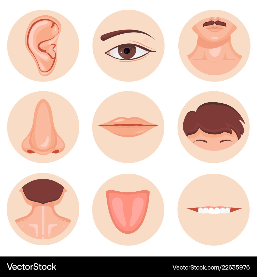 Human nose ear mouth mustache hair and eye neck Human nose ear mouth mustache hair and eye neck vector image