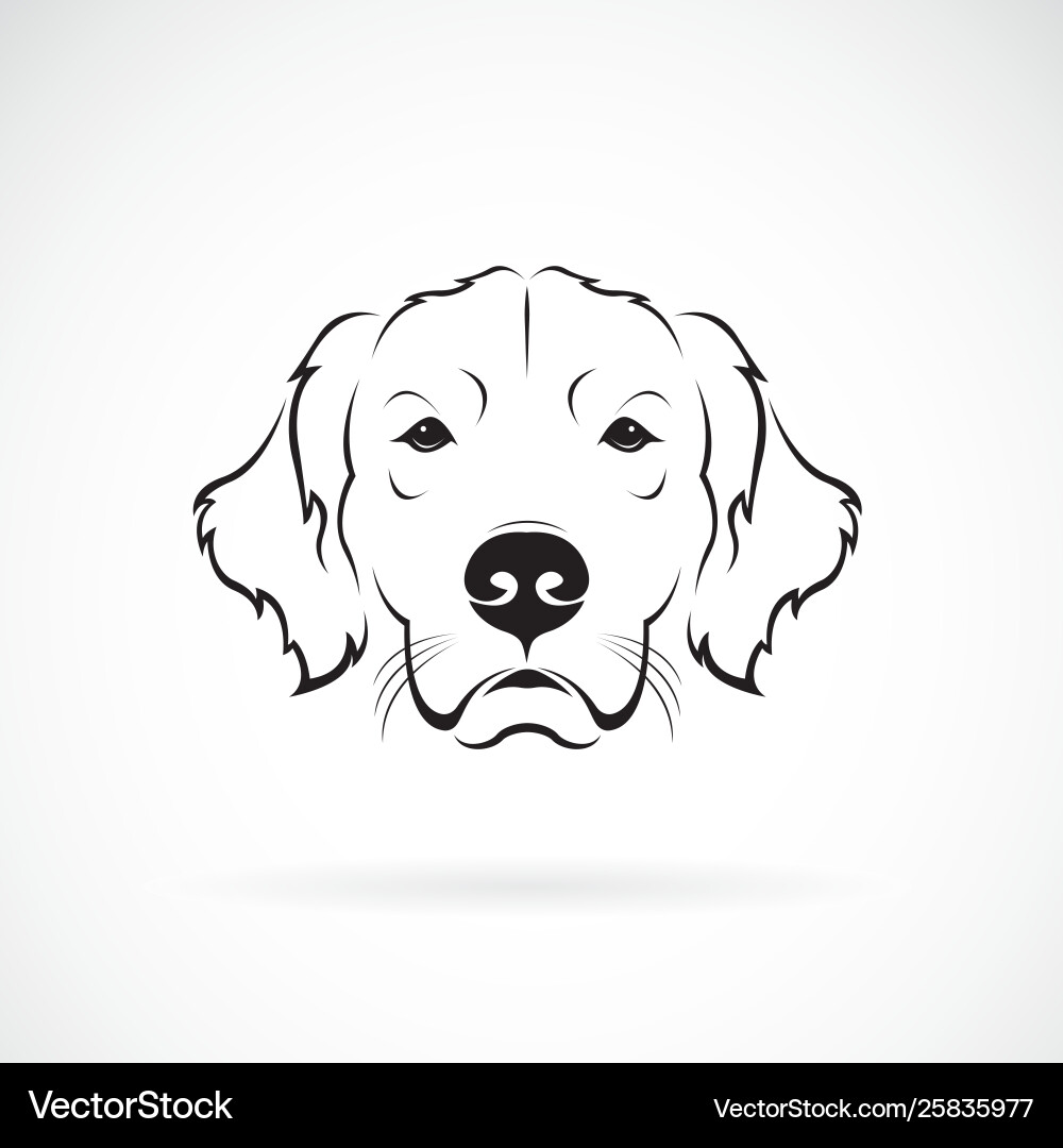 Hundekopf golden rretriever auf einem weißen Hintergrund Hundekopf golden rretriever auf einem weißen Hintergrund vektorbild