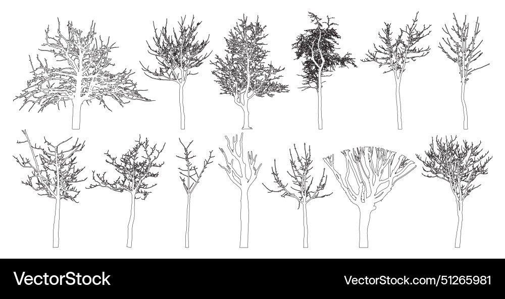 Bare trees contour set beautiful leafless Bare trees contour set beautiful leafless vector image