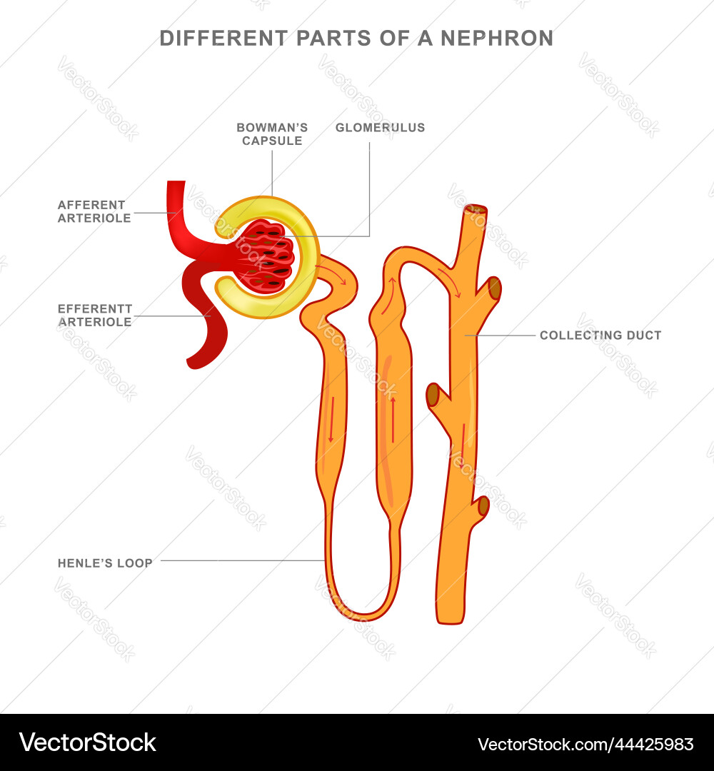 Nephron Anatomy \u0026 Function – Royalty-Free Vector | VectorStock, image size:1000x1080