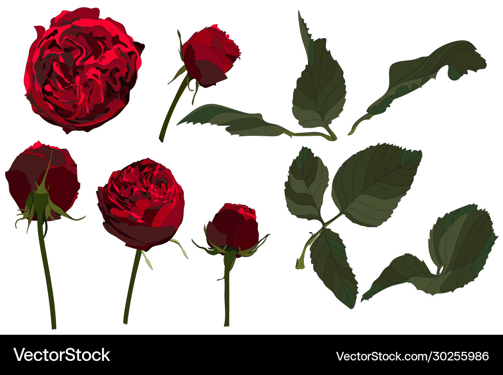 Red roses flowers leaves set