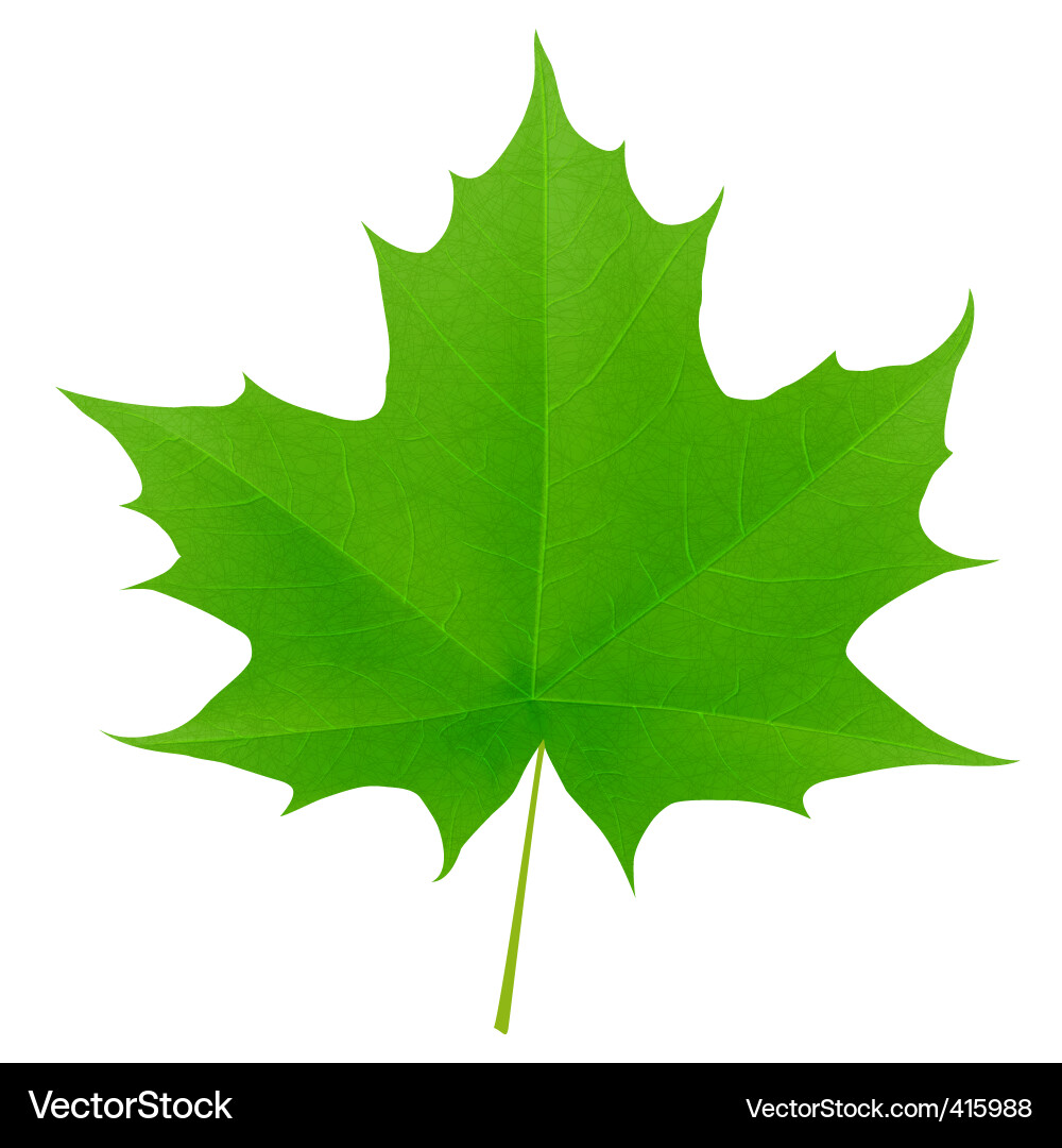 Maple leaf vector image