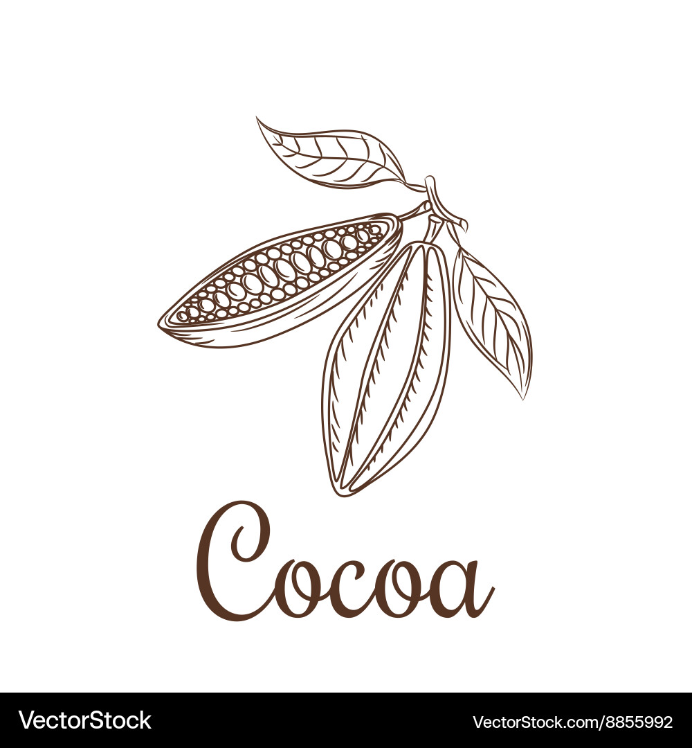 Raw Cocoa Beans Sketch vector image