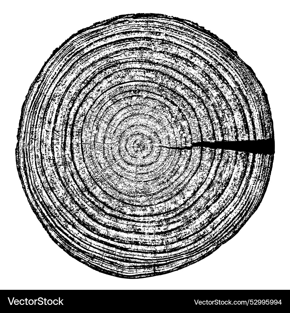 Wood texture cross section of tree rings Vector Image