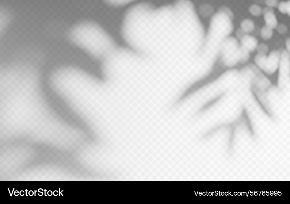 Shadow overlay from a tree branch isolated Shadow overlay from a tree branch isolated Vector Image
