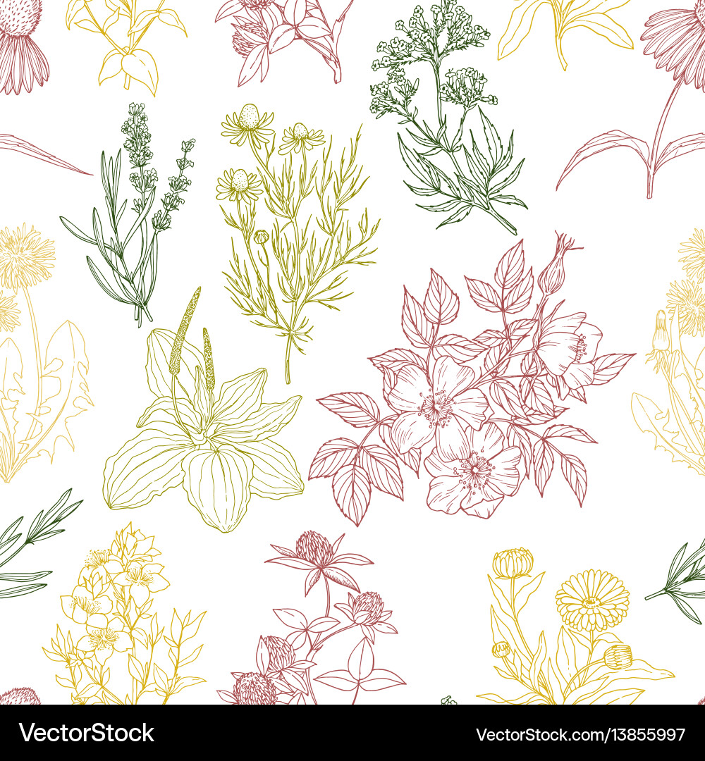 Medicinal Herbs Pattern vector image