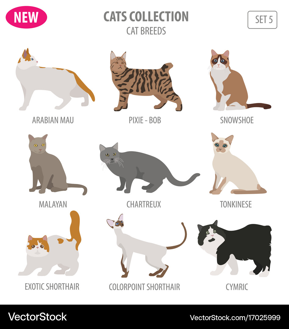 How Many Breeds of Domestic Cats are There: Ultimate Guide 2025