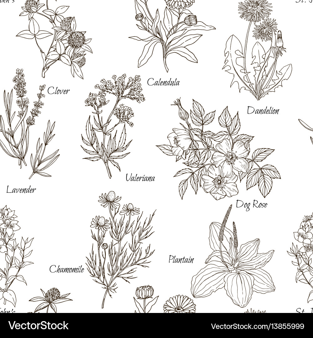 Seamless pattern white background and named Seamless pattern white background and named vector image
