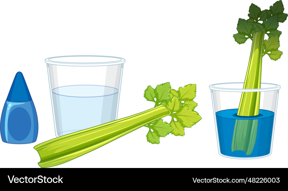 Celery experiment changing color through science vector image