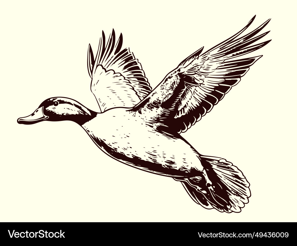 Duck flying sketch painted vector image