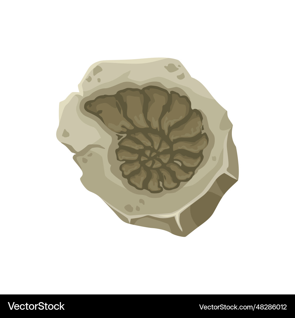 Seashell fossil ancient stone nautilus imprint Seashell fossil ancient stone nautilus imprint vector image