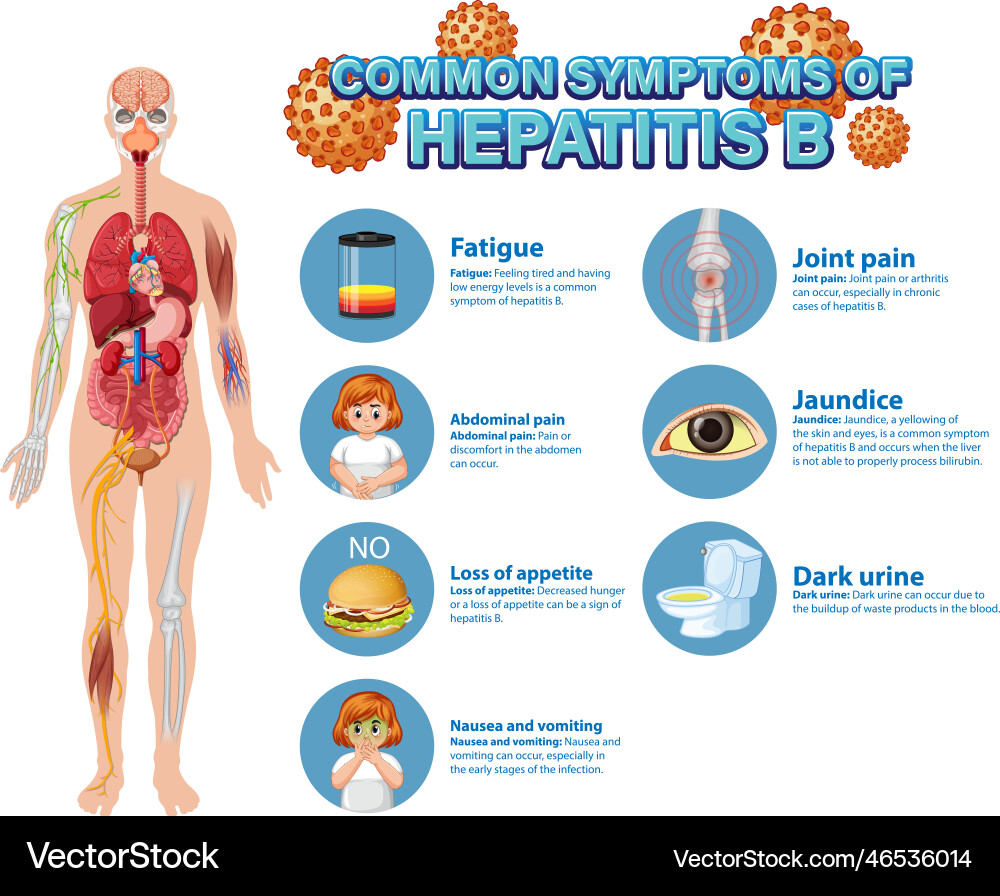 Informative poster of common symptoms hepatitis b vector image