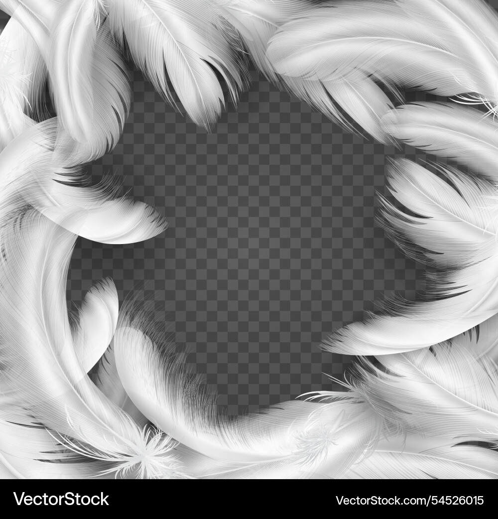 White feather frame on transparent background White feather frame on transparent background vector image