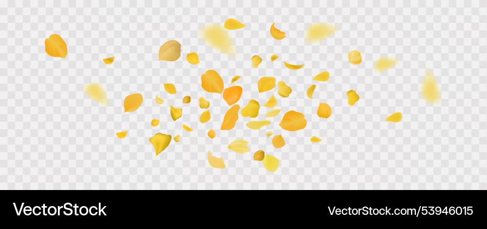 Yellow falling rose or sunflowers petals Yellow falling rose or sunflowers petals vector image