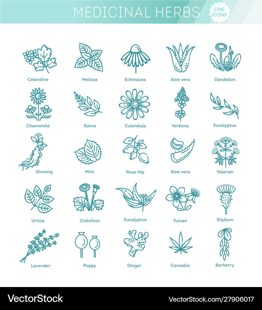 Botanische Kräuter und Blumen Sammlung Vektorbild