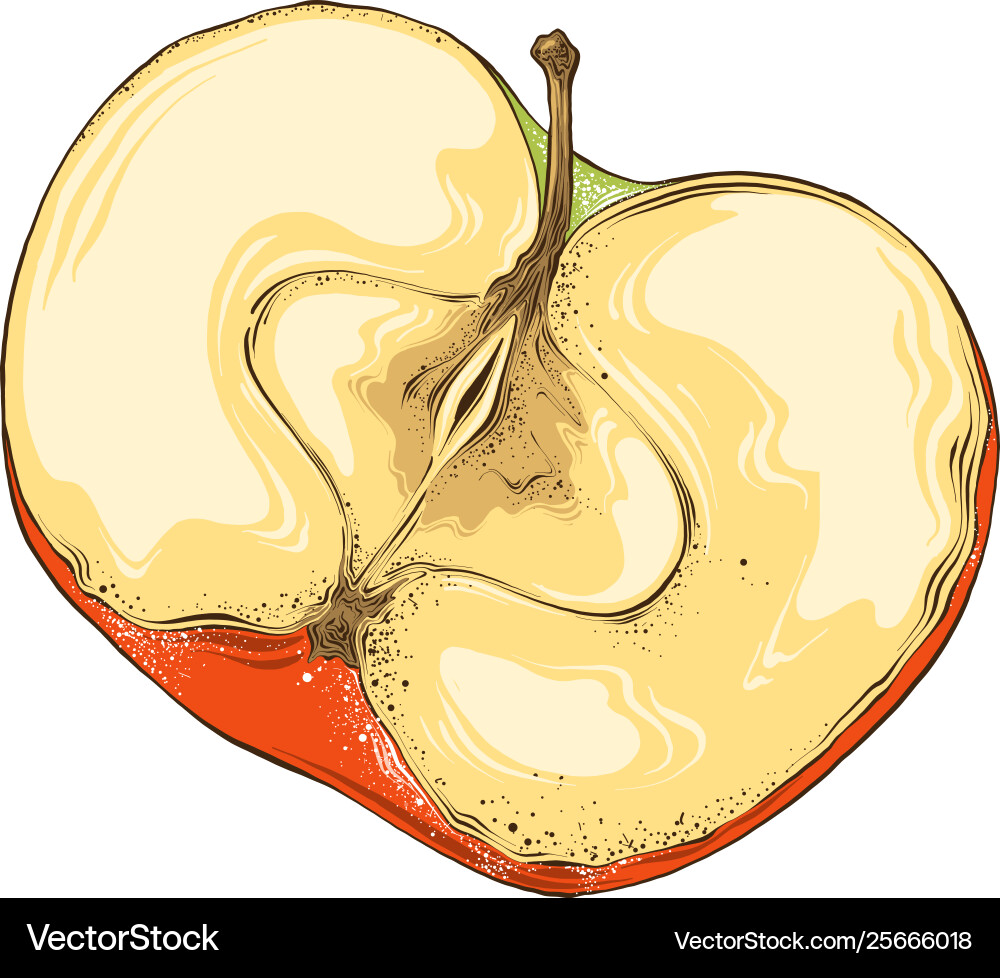 Hand gezeichnete Skizze halben Apfel in der Farbe isoliert Hand gezeichnete Skizze halben Apfel in der Farbe isoliert vektorbild