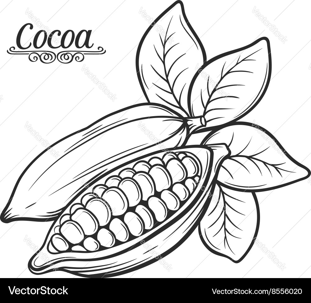 Cocoa Bean Sketch Vector Image
