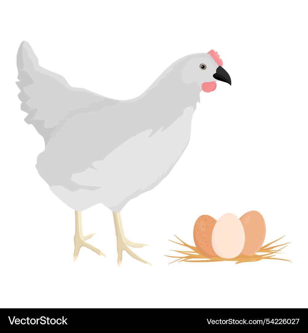 White poultry farm chicken hen and fresh chichen White poultry farm chicken hen and fresh chichen vector image