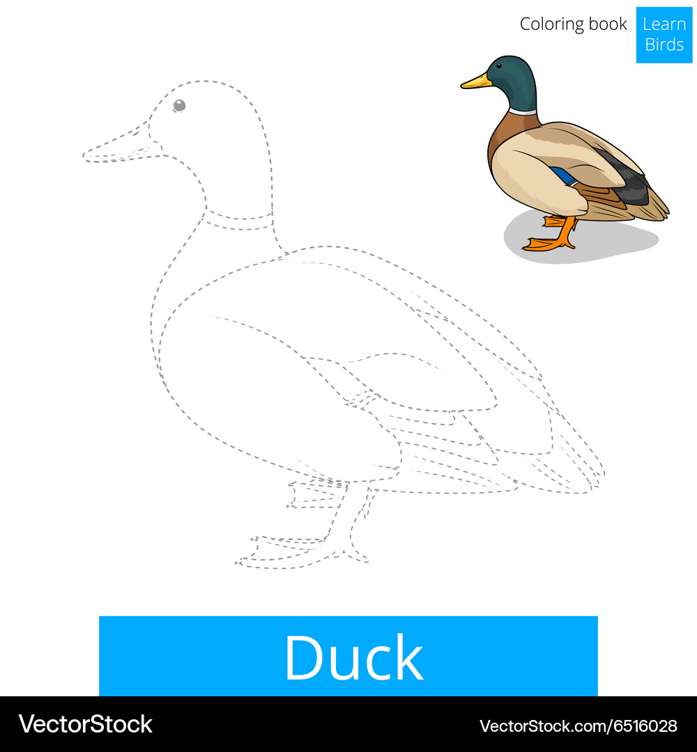 Duck bird learn to draw Vector Image