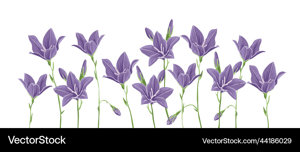 Drawing wild flowers vector image