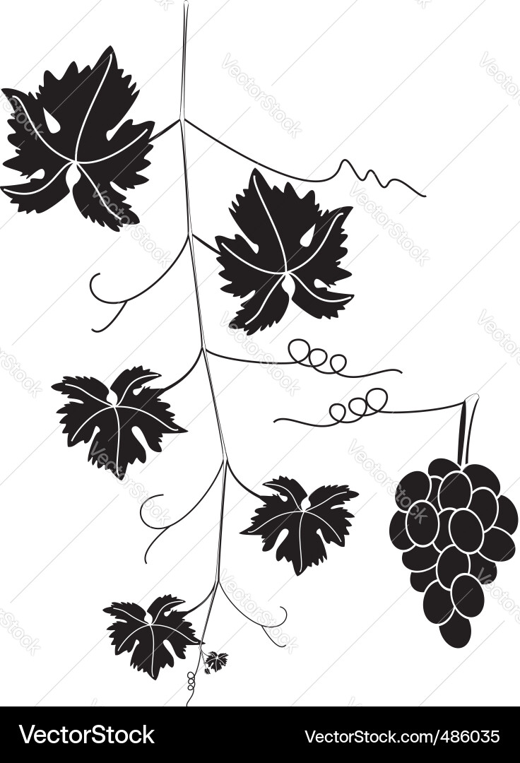 Grapevine and Cluster vector image