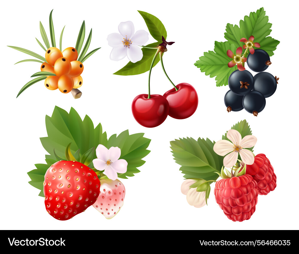 Realistic berry fruit element collection Vector Image