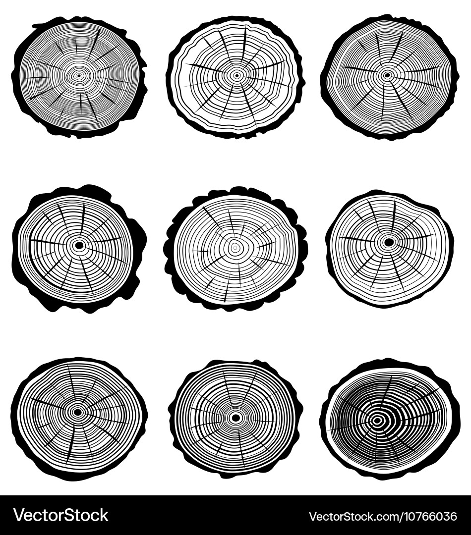 Cross section of trunks vector image