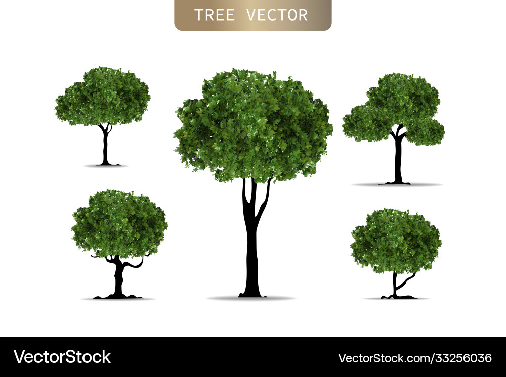 Realistic tree on white background eps10 Vector Image