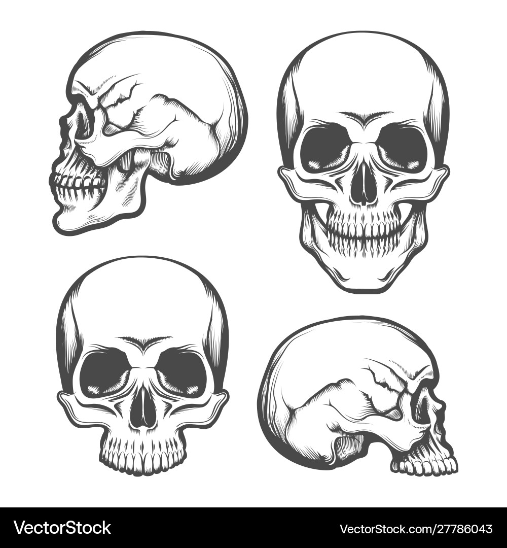 Skull Front & Side View Set Vector Image