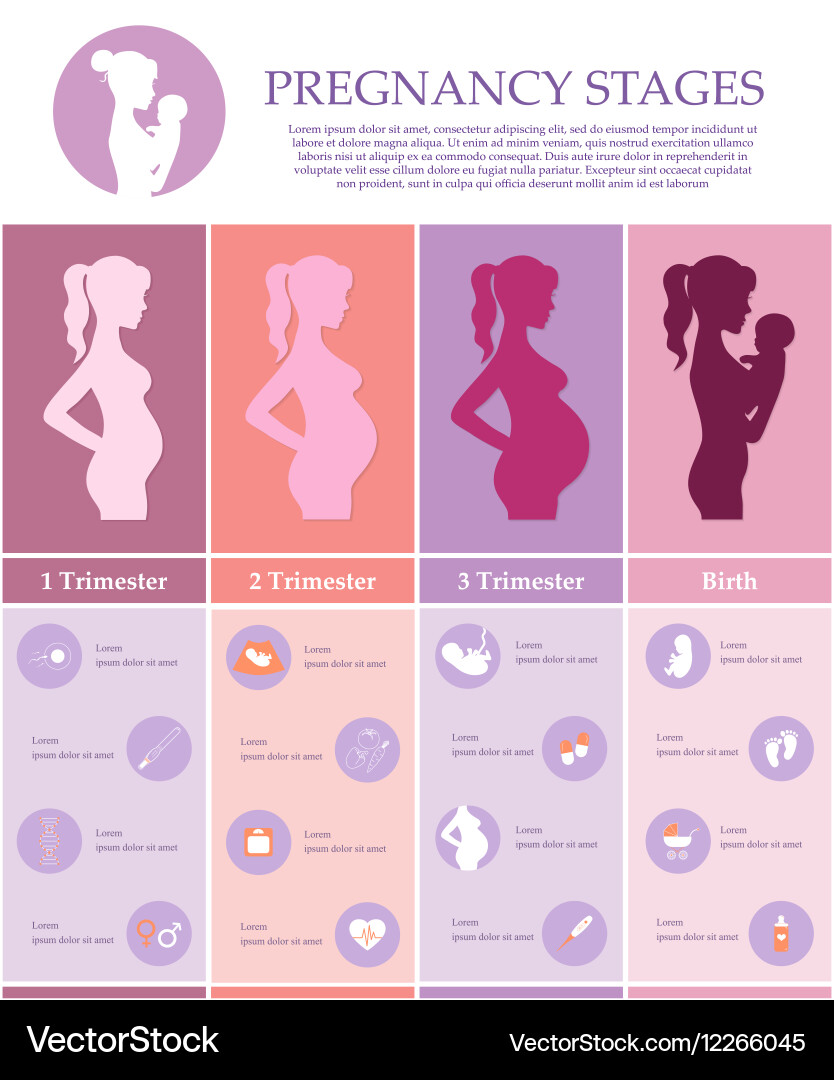 Schwangerschaft Trimester & Frauen vektorbild