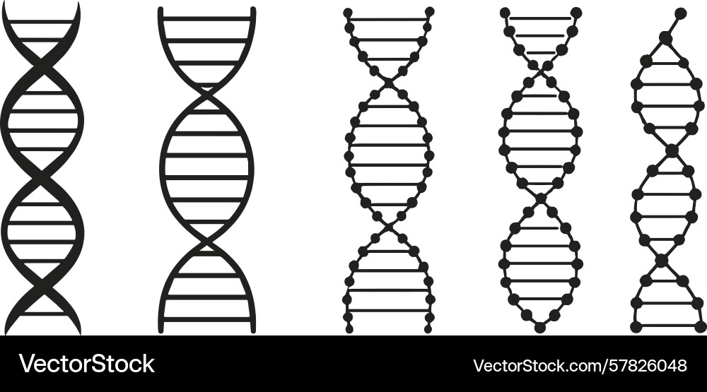 Different styles of dna structures displayed Different styles of dna structures displayed vector image