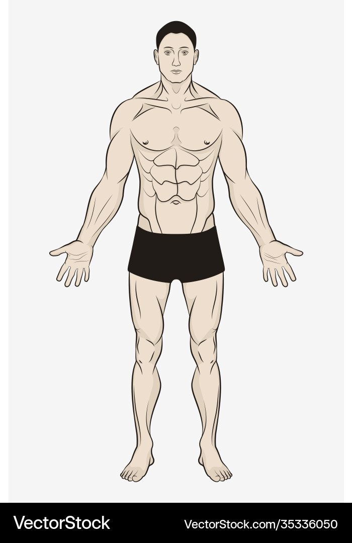 Male body for human anatomy poster simple drawing Male body for human anatomy poster simple drawing vector image
