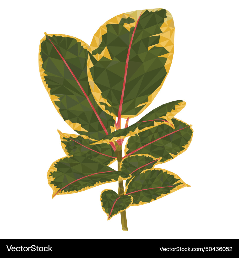 Ficus elastica ruby branch and colorful leaves vector image
