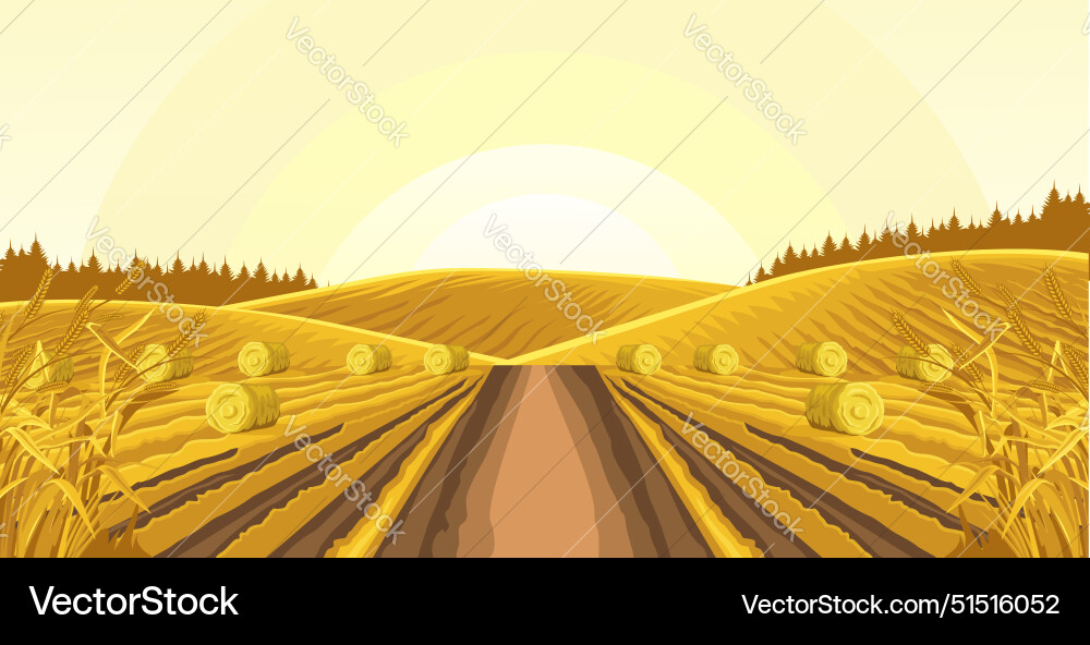 View of wheat plantations with rolls hay road View of wheat plantations with rolls hay road vector image