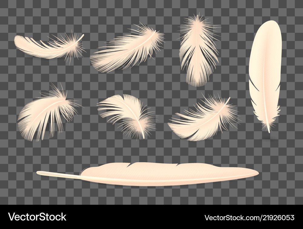 Feathers transparent set vector image