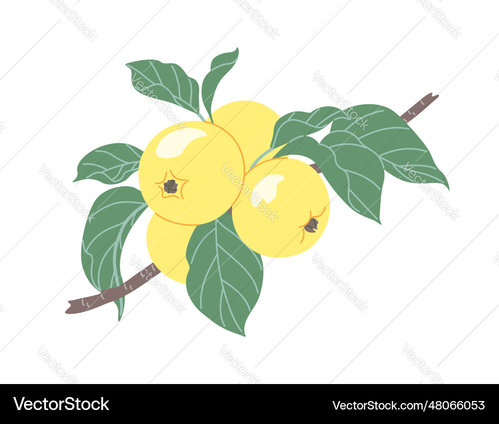 Simple apple tree branch with ripe apples Simple apple tree branch with ripe apples vector image