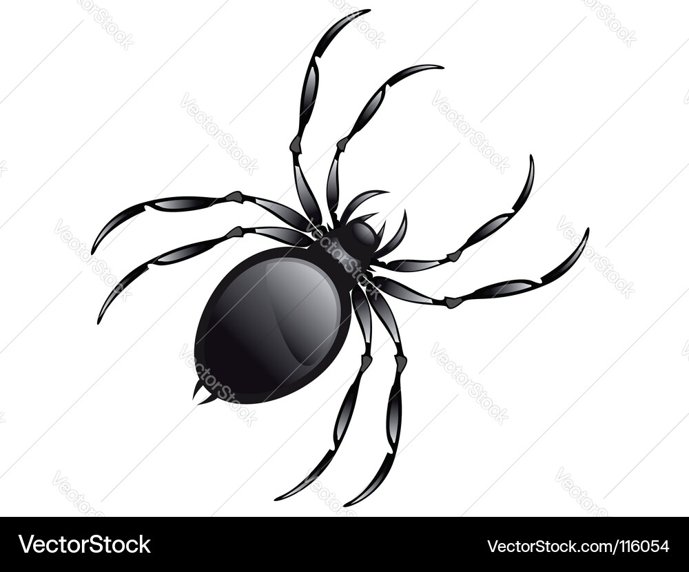 Realistic Spider Vector Image