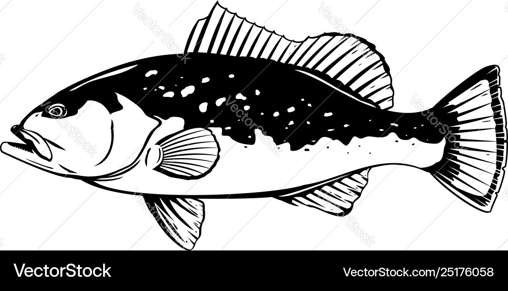 Red Grouper Fish - Side View Vector Image