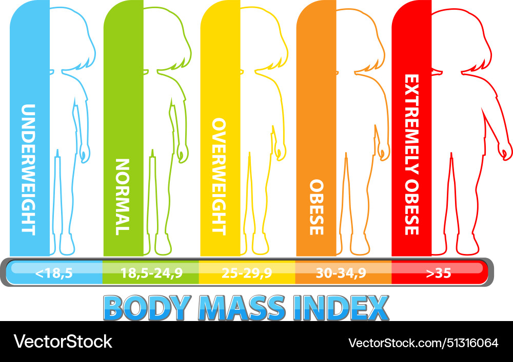 Visual representation of bmi categories Visual representation of bmi categories vector image