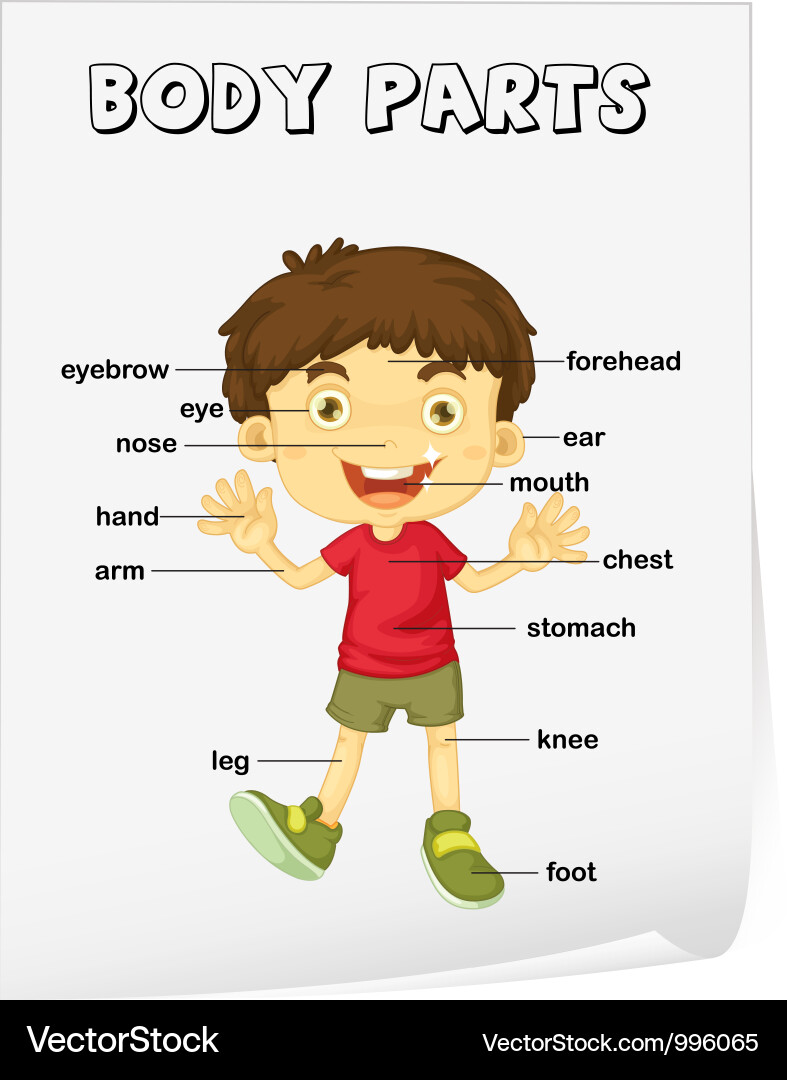 Body parts diagram poster