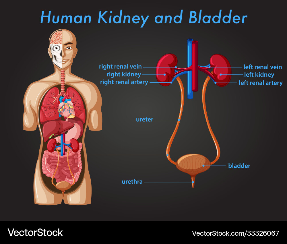 Kidneys bladder