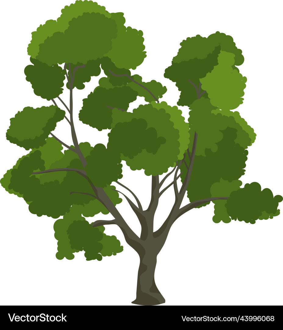 Growing maple tree park plant with green foliage Vector Image