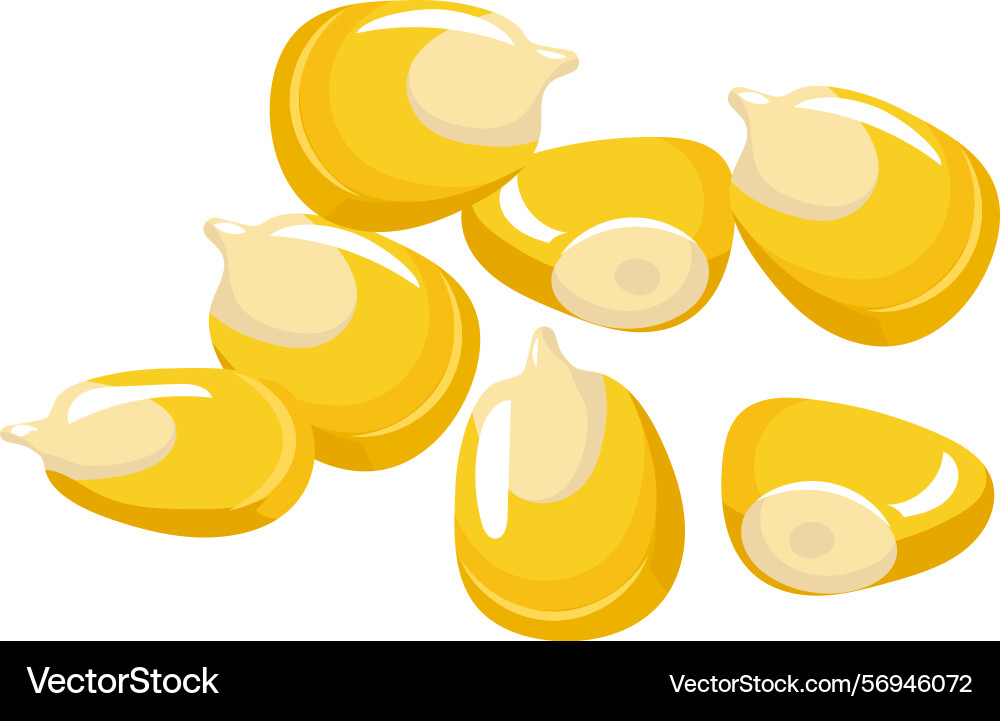 Fresh corn kernels falling and rotating against Fresh corn kernels falling and rotating against vector image