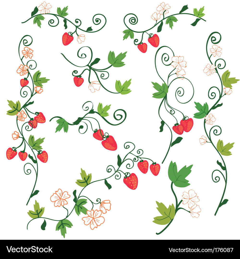 Floral Strawberry Background vector image
