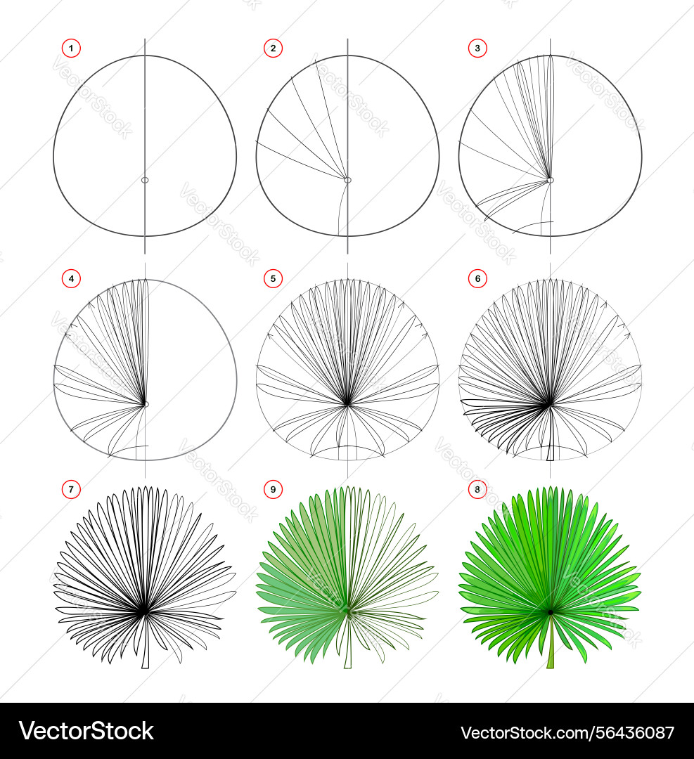 Page shows how to learn draw a fan palm leaf Page shows how to learn draw a fan palm leaf vector image