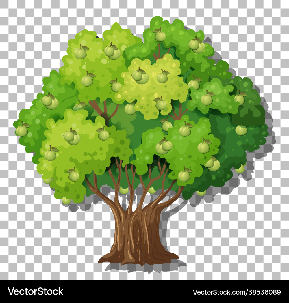 Guava tree on transparent background Guava tree on transparent background vector image