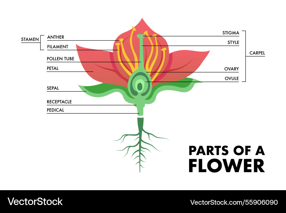 Parts of a flower colored Royalty Free Vector Image