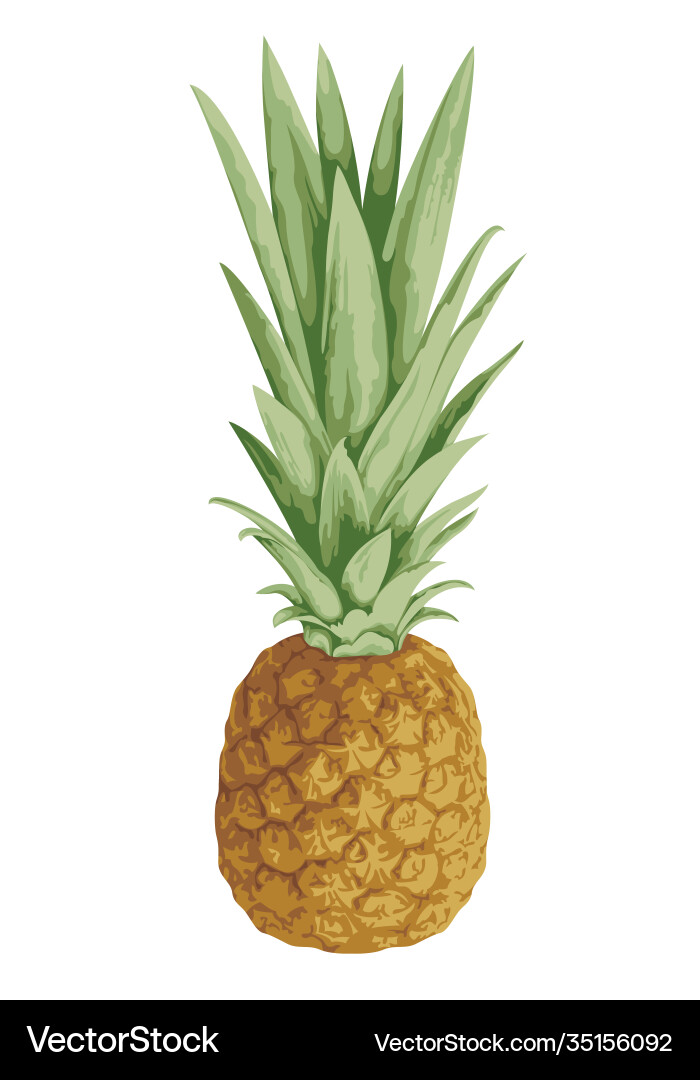 A whole pineapple with leaves close up on white A whole pineapple with leaves close up on white vector image