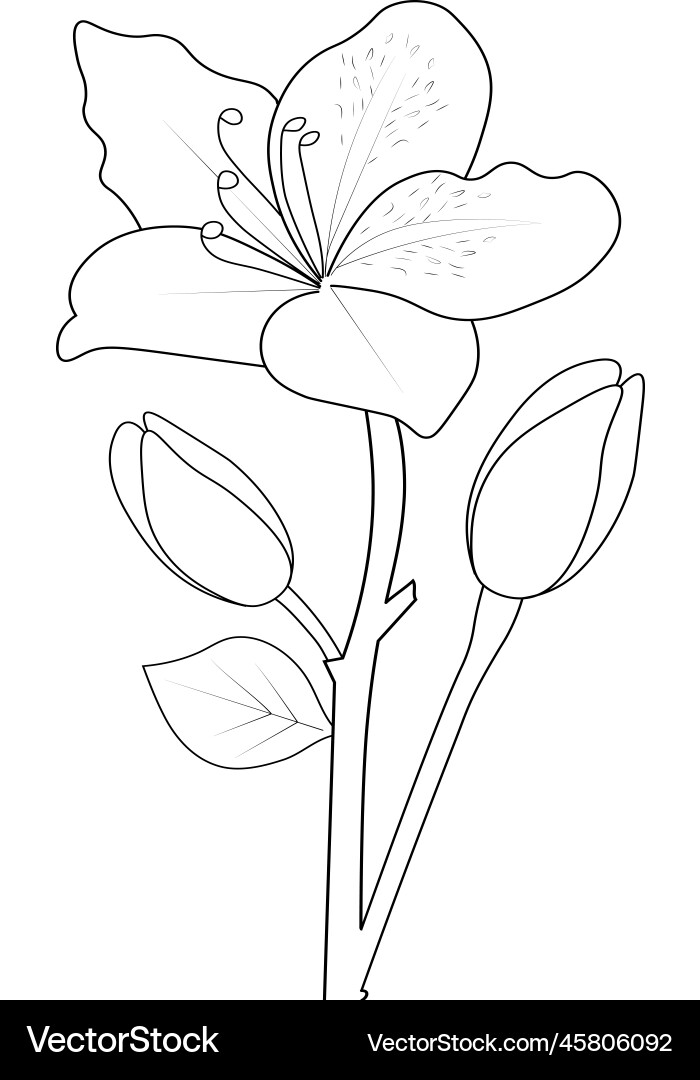 Azalea Flower Sketch - Coloring Page Vector Image